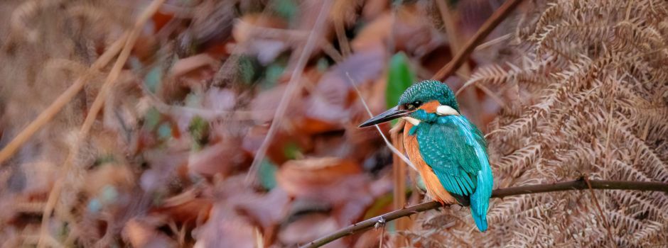 Ein seltener Fund: Eisvogel in der Rhedaer Straße gesichtet
