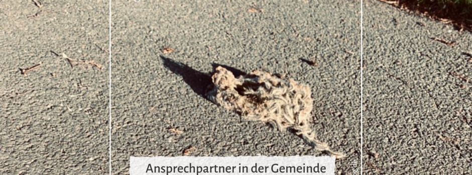 Neuer Ansprechpartner für Eichenprozessionsspinner