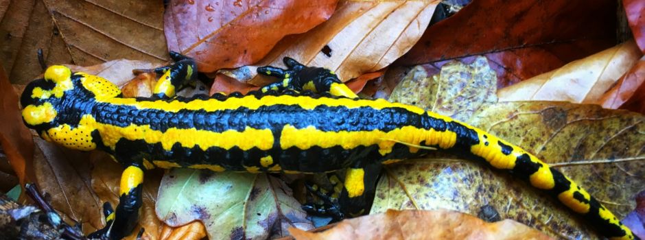 Ausbreitung der Salamanderpest im Raum Koblenz: Was das bedeutet