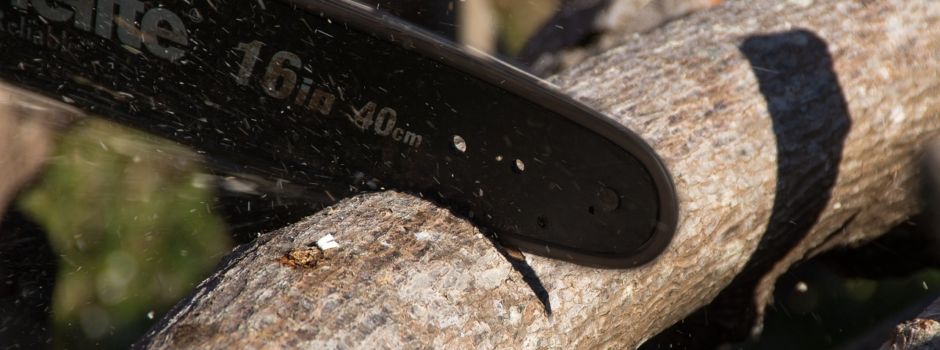 Mehrere Bäume in Mainz werden gefällt