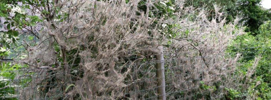 Gespenstische Schleier am Wegesrand: Was steckt hinter den geheimnisvollen Nestern in Mondorf?