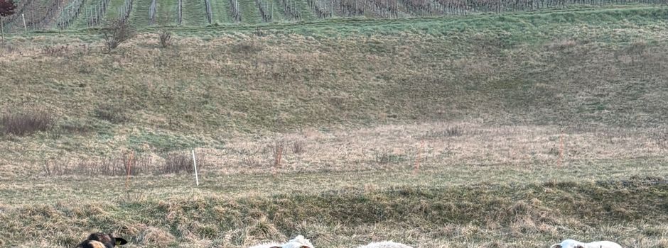 Schafe übernehmen Grünpflege im Versickerungsbecken