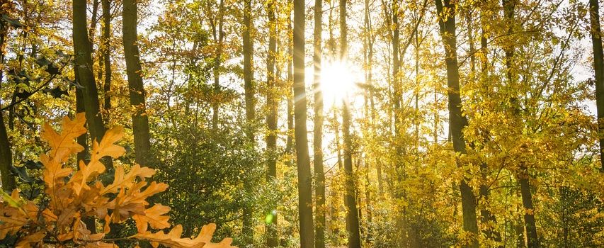 Bekanntmachung zur diesjährigen Waldbegehung