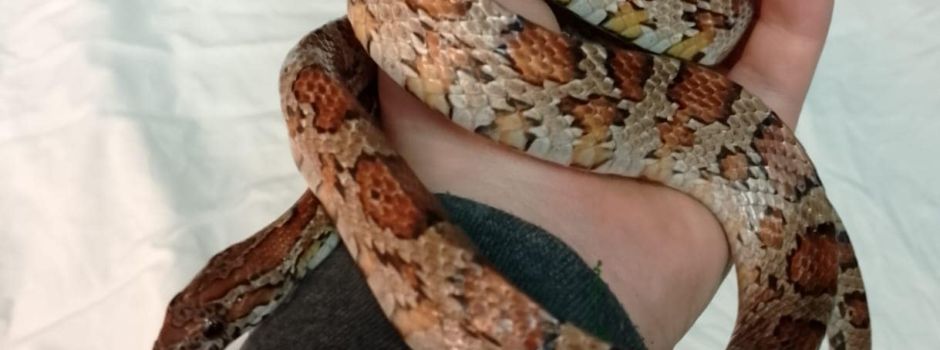 Amerikanische Natter auf Mainzer Spielplatz entdeckt