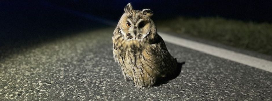 Rheinhessische Polizisten retten Eule von Landstraße