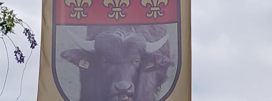 Nachwuchs bei den Thürer Büffeln: Ein neues Kälbchen ist da!