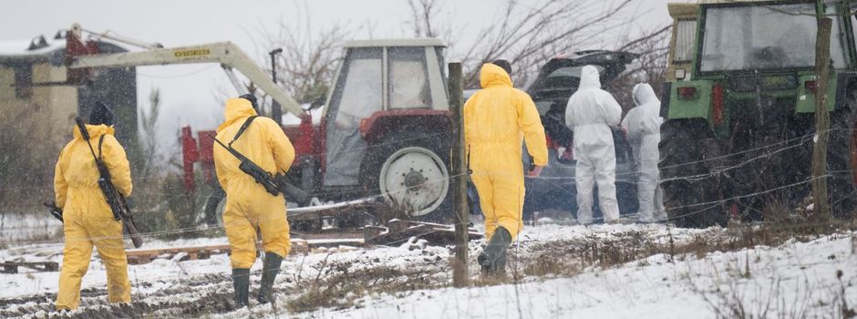 Maul- und Klauenseuche ausgebrochen - Krisenstäbe im Einsatz