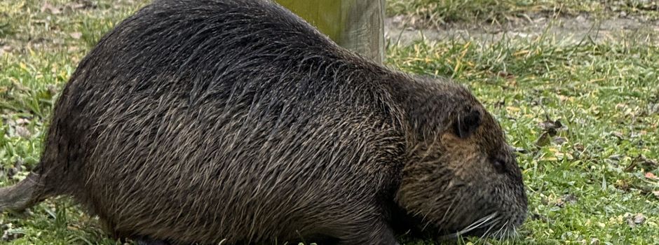 Biberratten am Mainzer Winterhafen: Experte warnt vor schmerzhaften Bissen