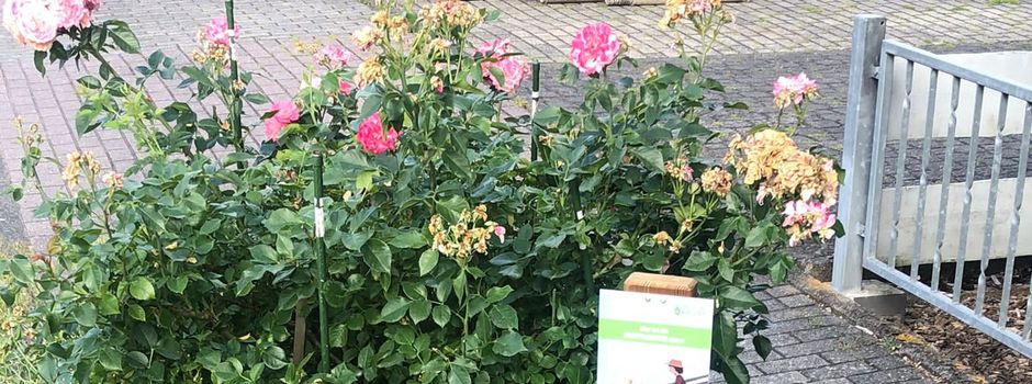 Gemeinde Calden startet erfolgreiche Kooperation mit der Baunataler Diakonie Kassel e.V. – Bürgerinnen und Bürger übernehmen Patenschaften für Beete, Bäume und Grünflächen