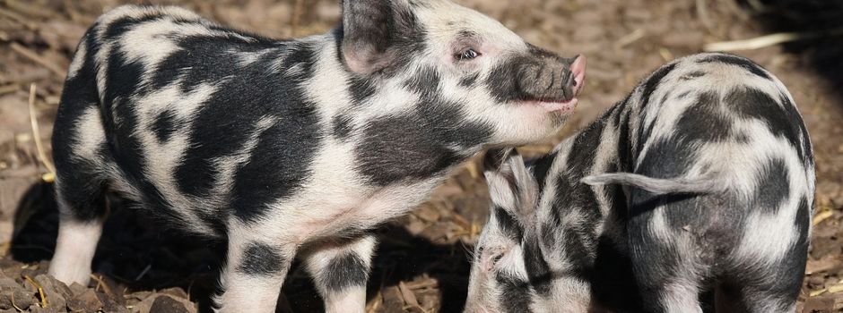 Veterinäramt der Kreisverwaltung Mainz-Bingen löst Kaninchen- und Schweinebestand auf