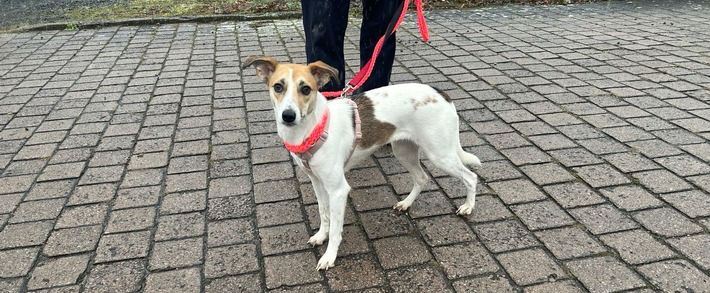 Tierischer Polizeieinsatz in Oppenheim: Hündin in der Neustadt aufgegriffen