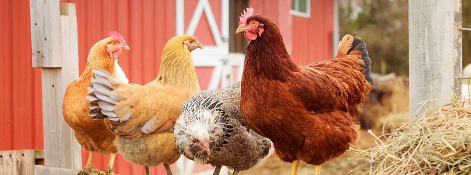 +++Update+++ Gute Nachrichten für alle Geflügelhalter im Landkreis Birkenfeld