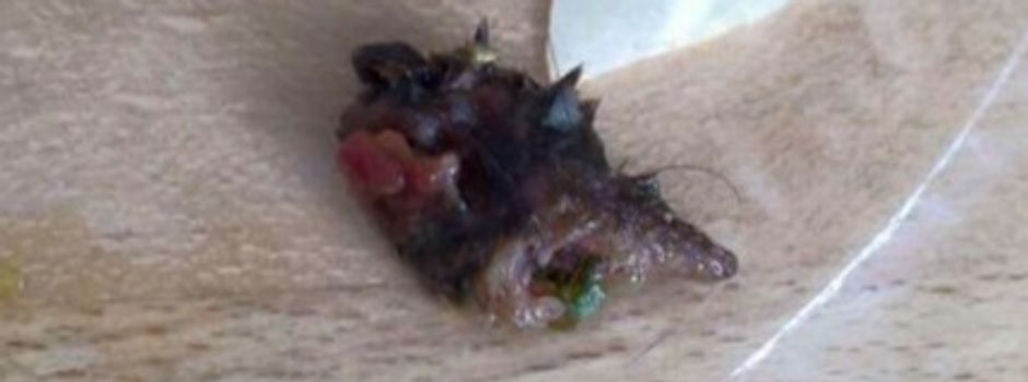 5 kuriose Geschichten, die sich in Mainz ereigneten