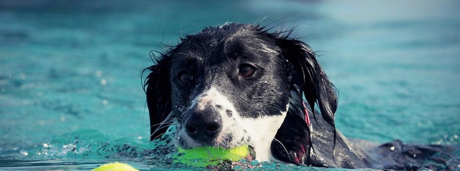 Bello's Batschlach: Das Augsburger Plärrerbad öffnet für Hunde