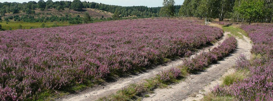 Senioren-Tagesfahrt „Typisch Lüneburger Heide“ am 21.08.2025