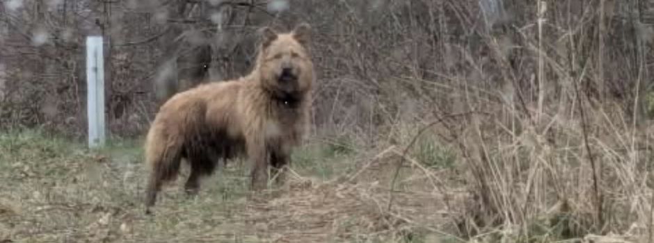 Herrenloser Hund gesichtet!