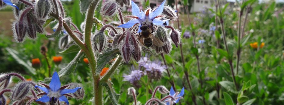 Naturschützer schlagen Alarm: Stadt Mainz soll mehr Geld in die Hand nehmen