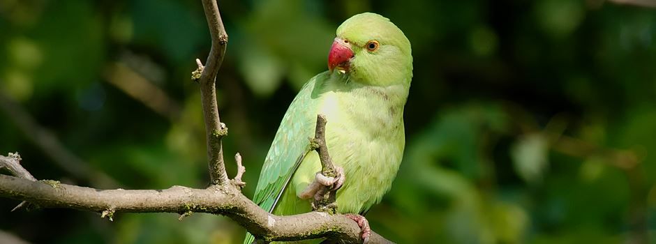 Halsbandsittiche in Nierstein gesichtet: Das steckt dahinter
