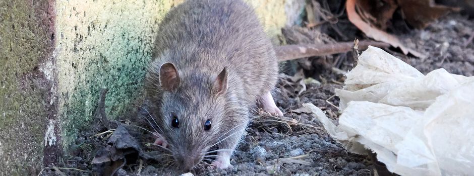 Vorbeugen statt bekämpfen: Mit dem Sommer kommen die Ratten