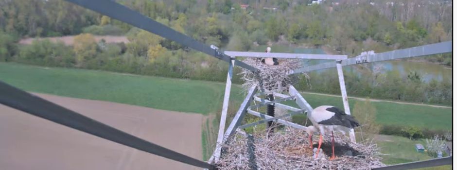 Hier könnt ihr den Mainzer Storch-Nachwuchs live beobachten