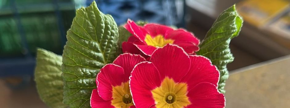 ...der Frühling ist eingezogen