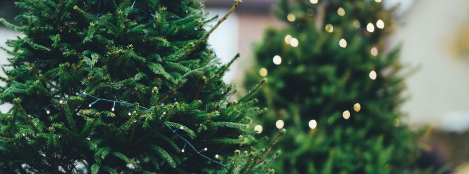 Abholung der Weihnachtsbäume🎄