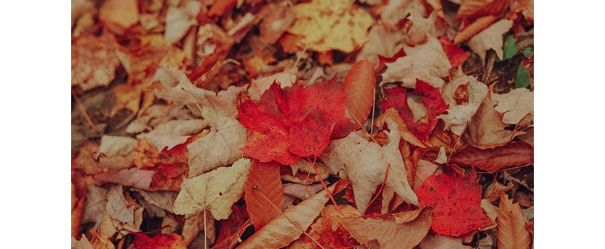 Magie und Waldabenteuer in den Herbstferien - Jetzt Platz im Ferienprogramm sichern