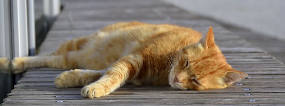 Wo ist die Campus Cat der Uni Augsburg?