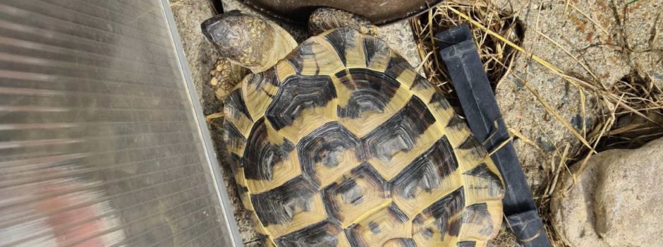 Schildkröte auf der Flucht
