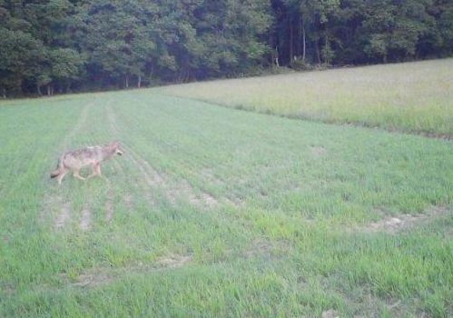 Wolf bei Niedernhausen-Königshofen gesichtet