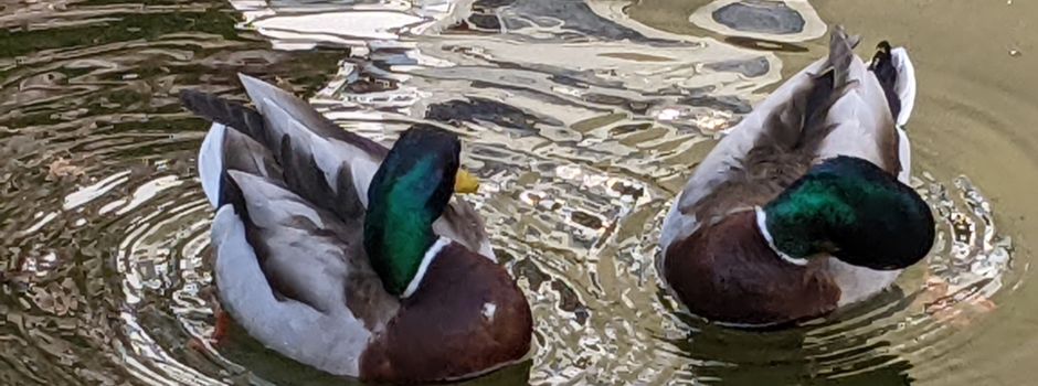 Unser jährlicher Entenbesuch ist wieder eingetroffen