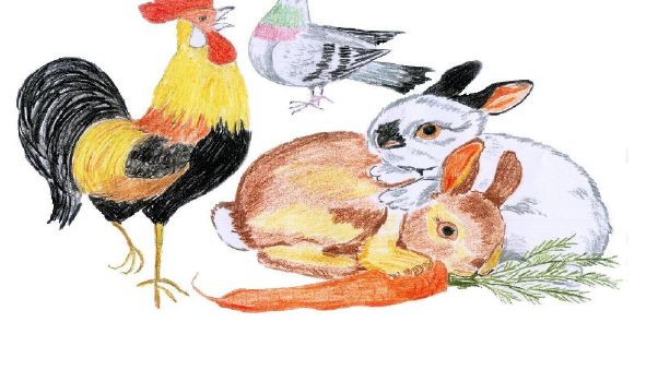 Gockelfest beim Kaninchen- und Geflügelzuchtverein C46 Eschelbronn