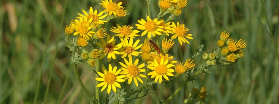 Jakobs-Kreuzkraut - vermehrt zu finden