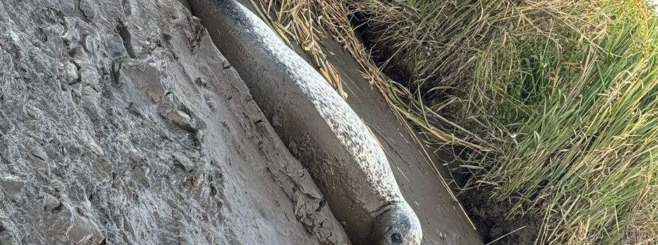 Ein neuer Gast an der Fähre