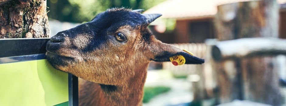 Benefizkonzert: Spendeneinnahmen gehen an den Augsburger Zoo