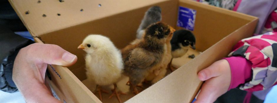 Psst - zuckersüße Überraschung