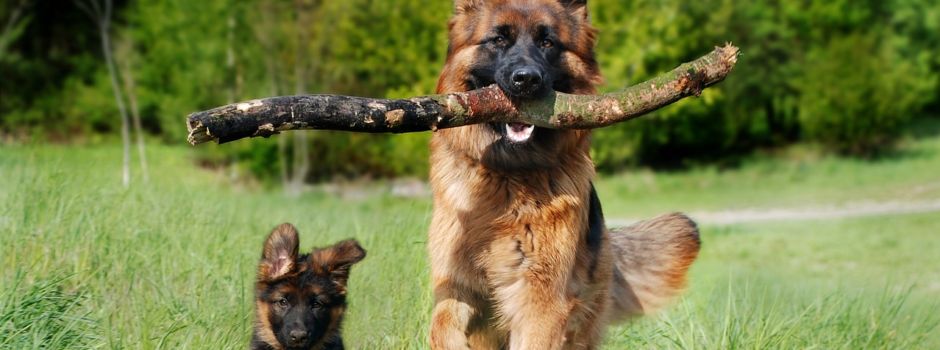 Warum es in Mainz keinen ausgewiesenen Platz für Hunde gibt