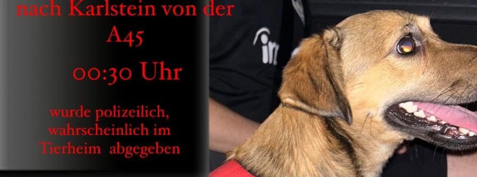 Hund gefunden!
