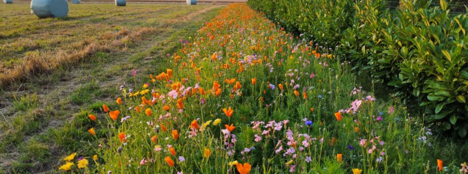 Blühstreifenprogramm 2025