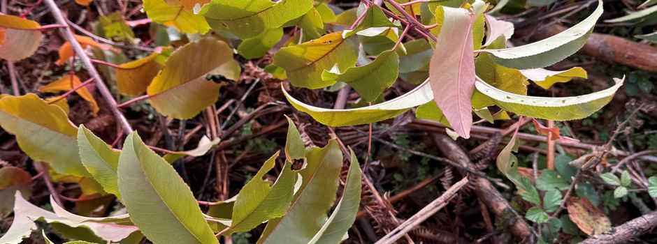 Waldjugend packt im Theißtal an