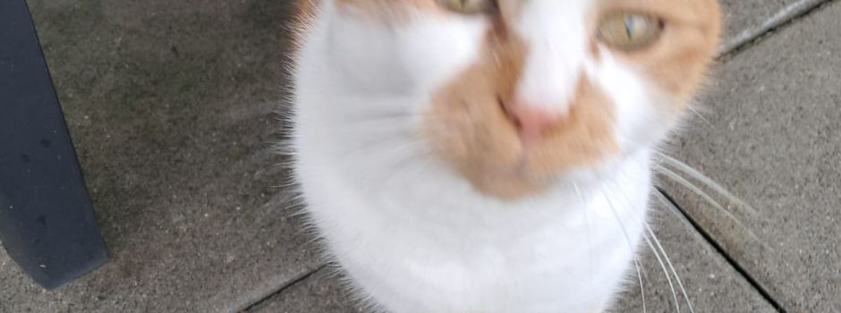 Katze zugelaufen 