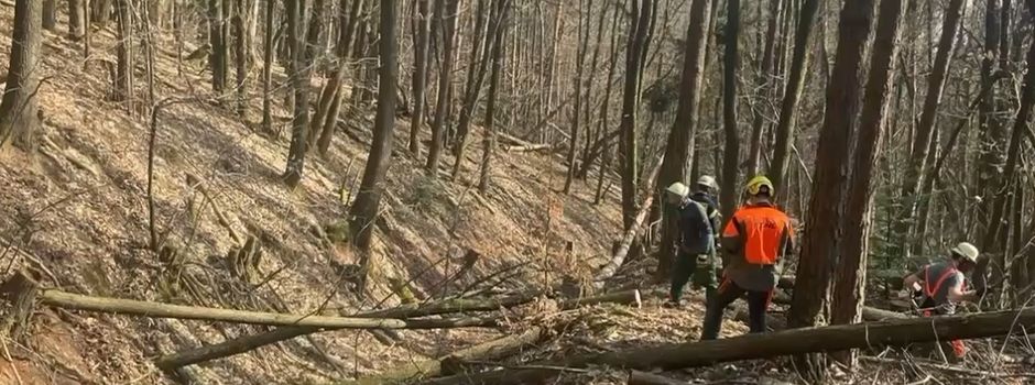Ausbildung zum Motorsägenführer der Feuerwehren der Verbandsgemeinde Bad Bergzabern