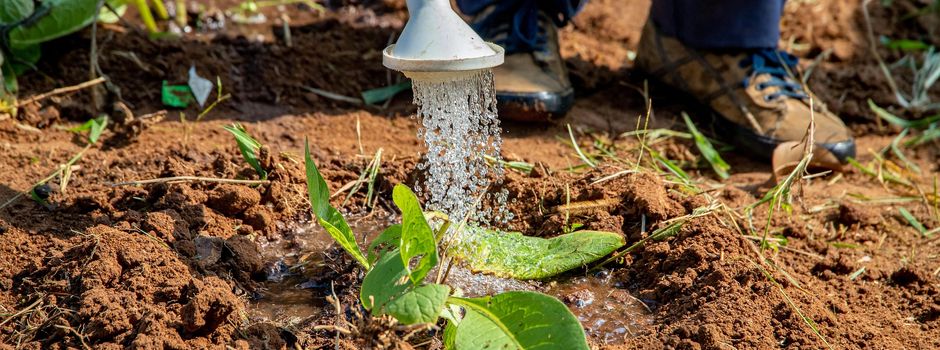Juli-Trockenheit: Tipps für wassersparende Gärten in Wiesbaden