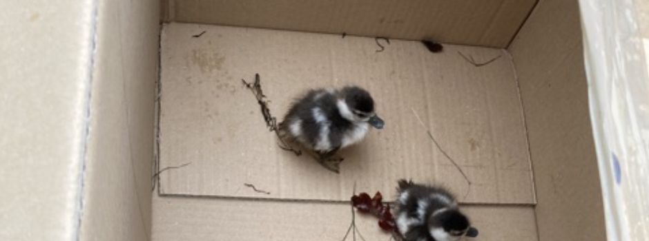 Polizisten retten Entenküken auf Autobahn nach Mainz