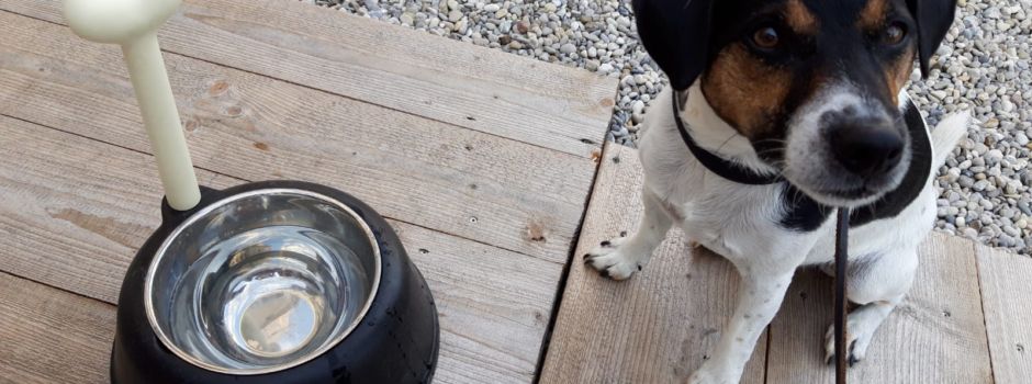 Augsburger Restaurants, in denen euer Hund willkommen ist