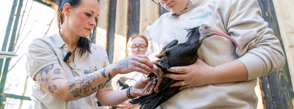 Waldrappen im Wildpark