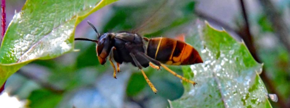 Die Asiatische Hornisse ist in Wassenach angekommen!

