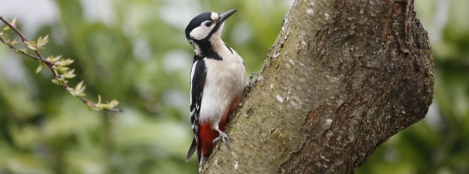 Auf den Spuren der heimischen Vogelwelt