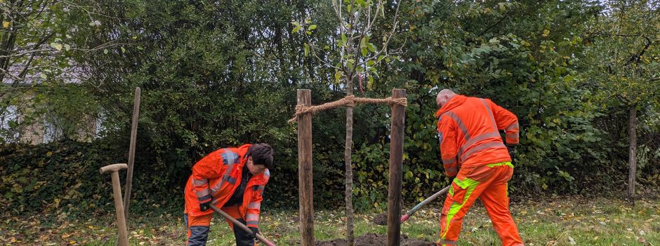 Geesthacht pflanzt »Winterglockenapfel« im Rahmen der Apfelbaum-Challenge