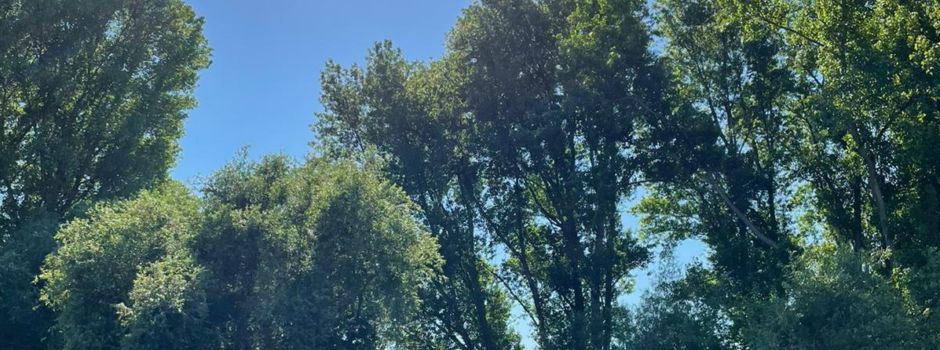 Niederkassel: Änderung der Baumschutzsatzung